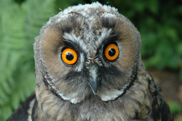 Sumpfohreule jung Asio flammeus