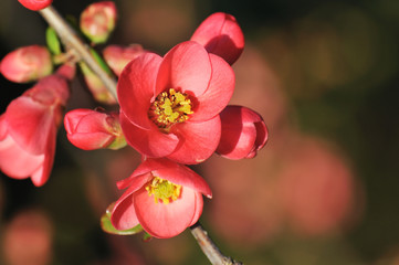Obraz premium red flowering quince branches