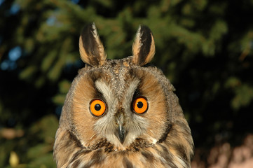 Waldohreule Asio otus Portr. Foto P. Grell