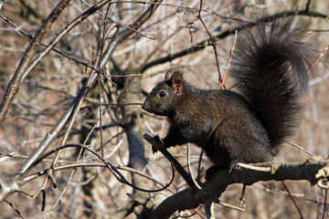 Black Squirrel