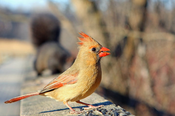Cardinal Female