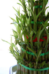 close up of lucky bamboo with white background