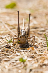 grasshopper