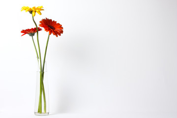 Three beautiful flowers gerbera in a glass vase