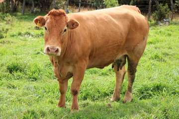Naklejka na ściany i meble Wypasu krów Limousin