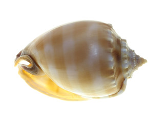 Conch shell top view