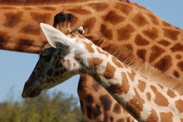 girafon et girafe