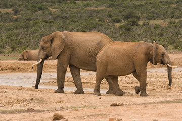 Fototapeta na wymiar Two elephants at a drinking hole