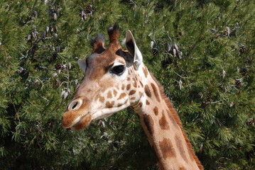 girafe