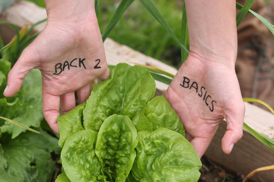 Back 2 Basics - Lettuce