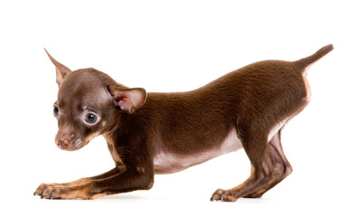 Puppy of toy-terrier in studio