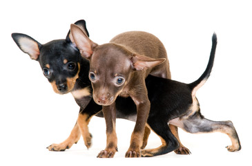 Puppies of toy-terrier in studio