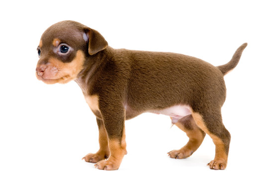 Fototapeta Puppy of toy-terrier in studio