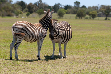Two zebra interacting with each other