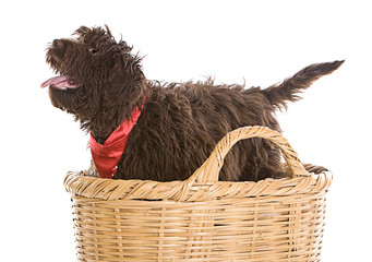Cute Labradoodle Puppy in a Basket