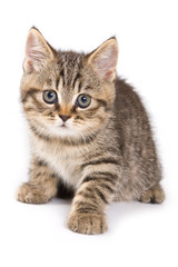 British kitten on white background