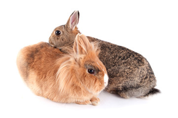 Bunny