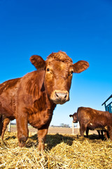 friendly cattle on straw with blue sky