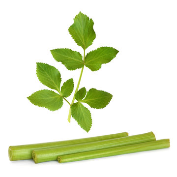 Angelica Herb Leaf And Stems