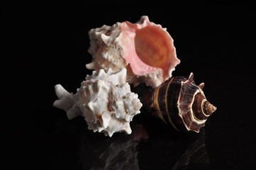 shells
