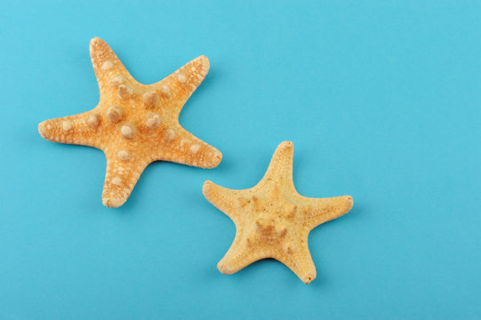 Two starfishes on a blue background