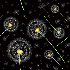 Texture of dandelions on a black background