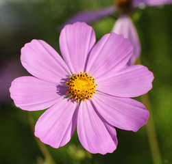 Obraz premium flower