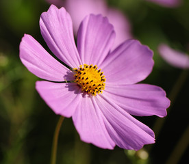 Fototapeta premium flower