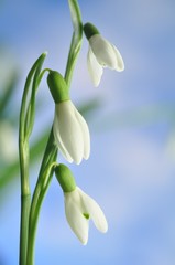 Obraz premium Snowdrops