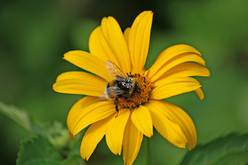 Hummel mit Blütenstaub