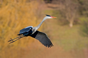 HERON