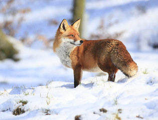 Fuchs