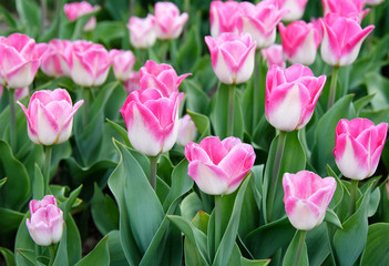 Pink Tulips in garden