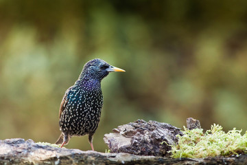 étourneau sansonnet oiseau plumage bec