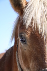 Obraz premium Islandpferd