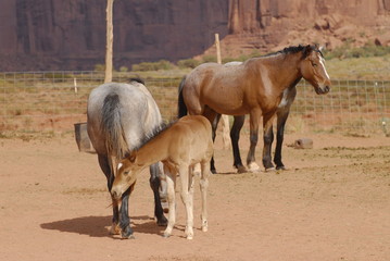 Fototapeta premium Cavalli in West USA