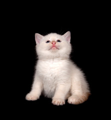 white kitten looking up
