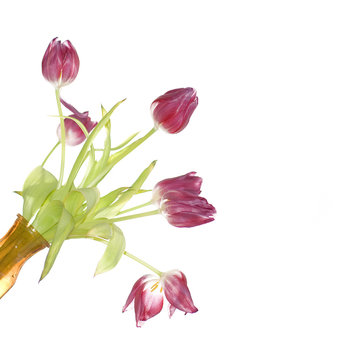 Tulpenstraus