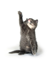 cute gray kitten sitting and playing on white background