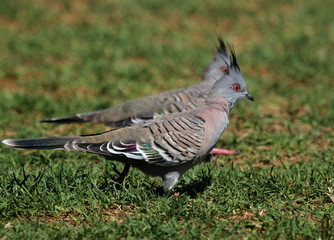 crested pigeon