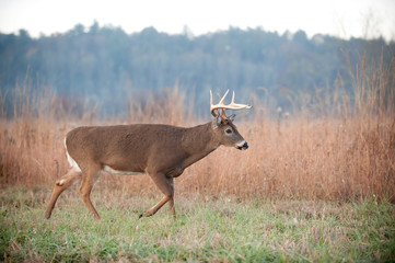 Whitetail buck walking through field