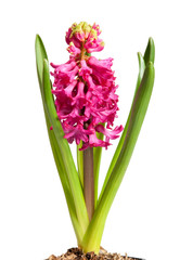 hyacinth