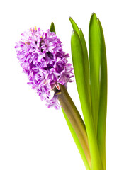Obraz premium hyacinth