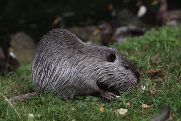 Nutria