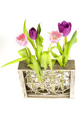 pink and purple tulips