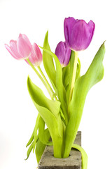 pink and purple tulips