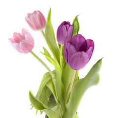 pink and purple tulips