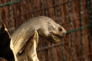 Spornschildkröte