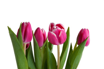 several tulips