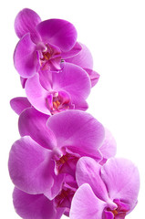 Fototapeta premium fioletowe orchidee